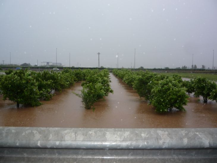 Campo de naranjos inundado por el agua de la lluvia (2009).